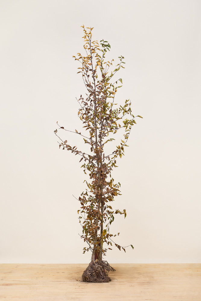 Hainbuche-Wurzelware-175-200