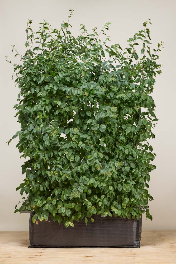 Hainbuche Fertighecke 160+ cm Fertighecke