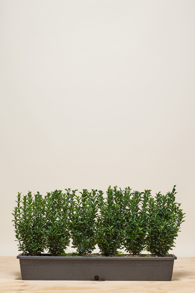 Japanischer Spindelstrauch Fertighecke 40+ cm Fertighecke