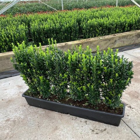 Japanischer Spindelstrauch 'Jean Hugues'