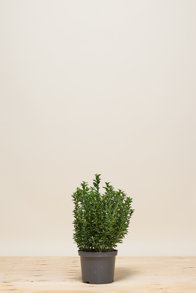 Japanischer Spindelstrauch 