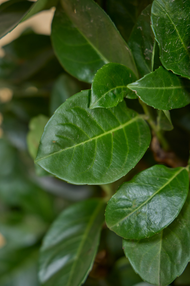 Kirschlorbeer-Etna-ALG INZ