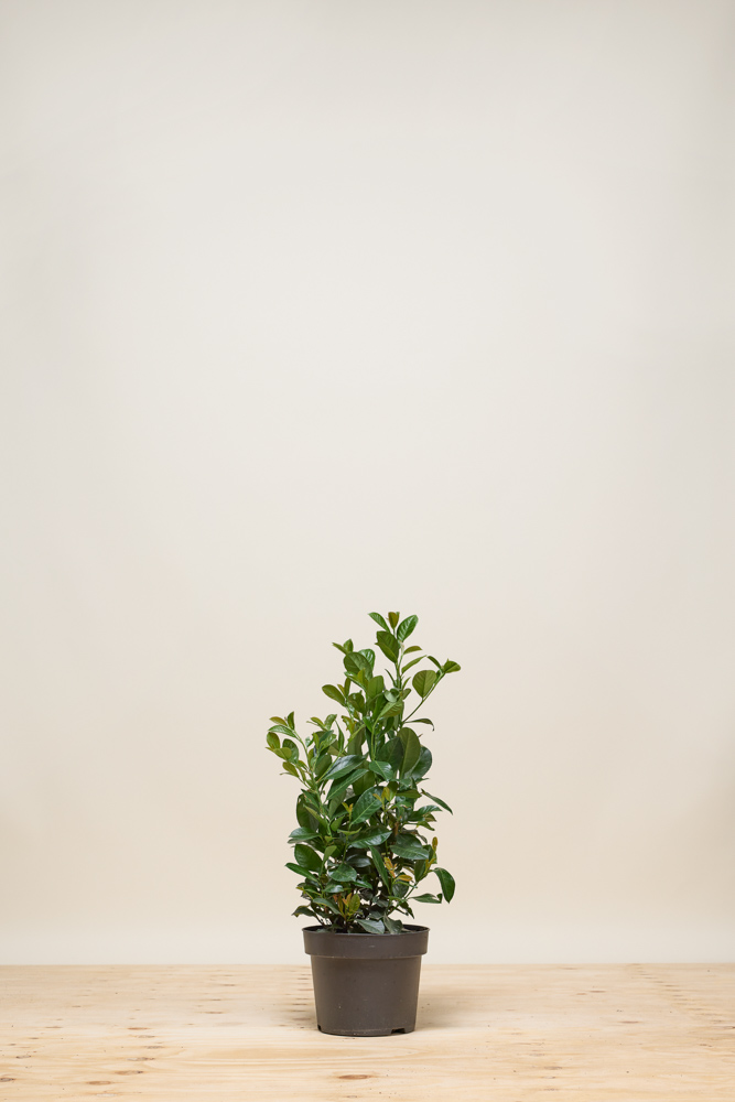 Kirschlorbeer-Etna-Topf-60-80