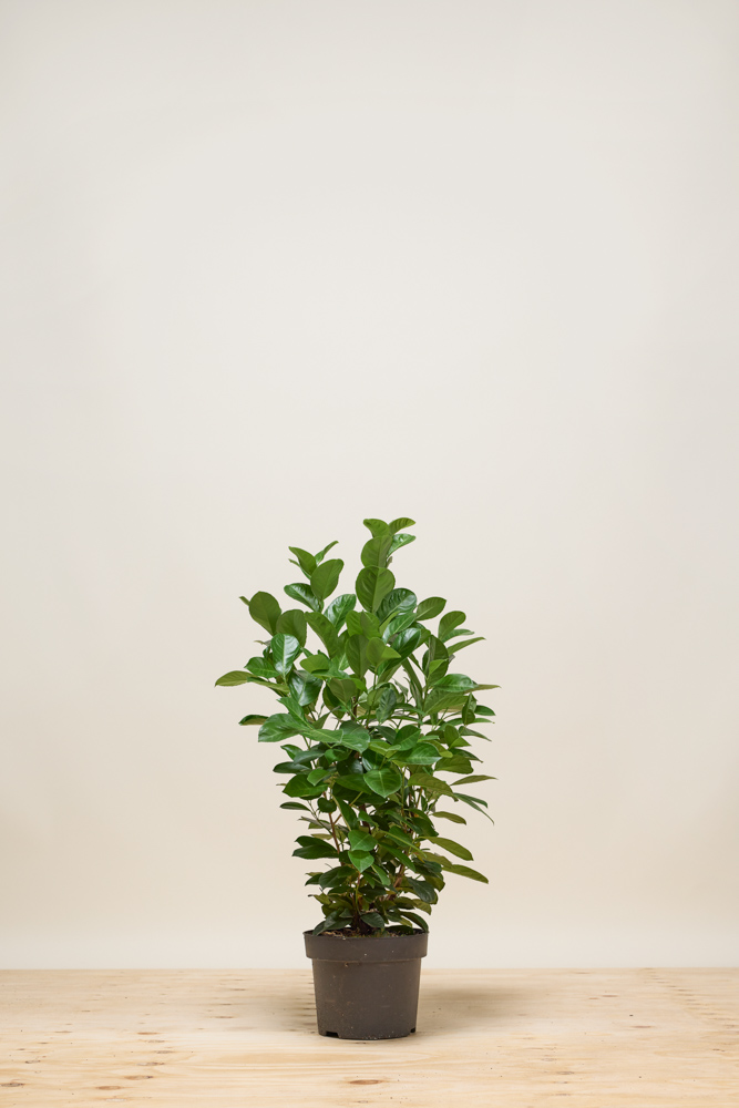 Kirschlorbeer-Etna-Topf-100-125