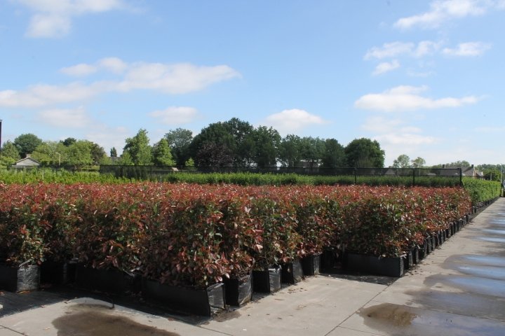 Kleine-Fertighecken-ALG