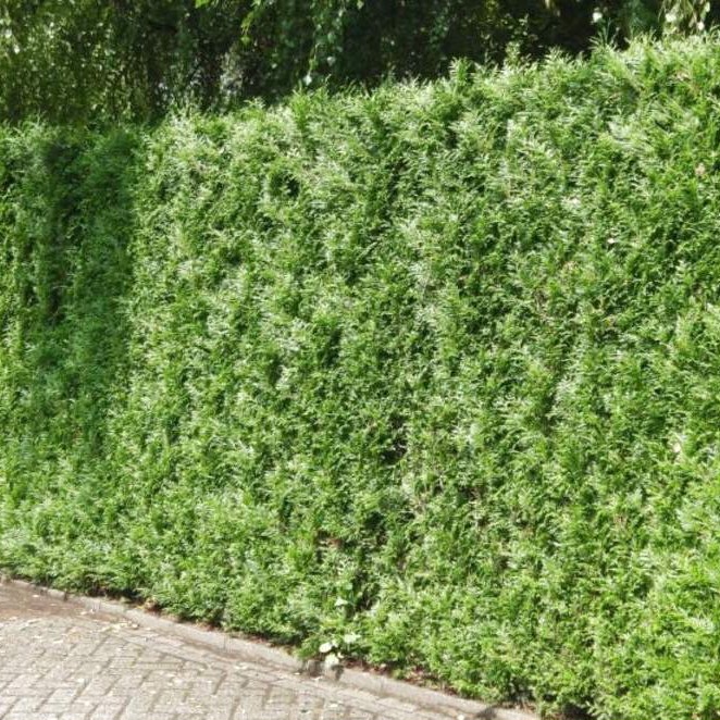 Riesenlebensbaum Atrovirens