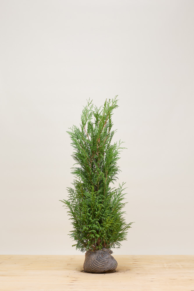 Lebensbaum-Atrovirens-Wurzelballen-100-125