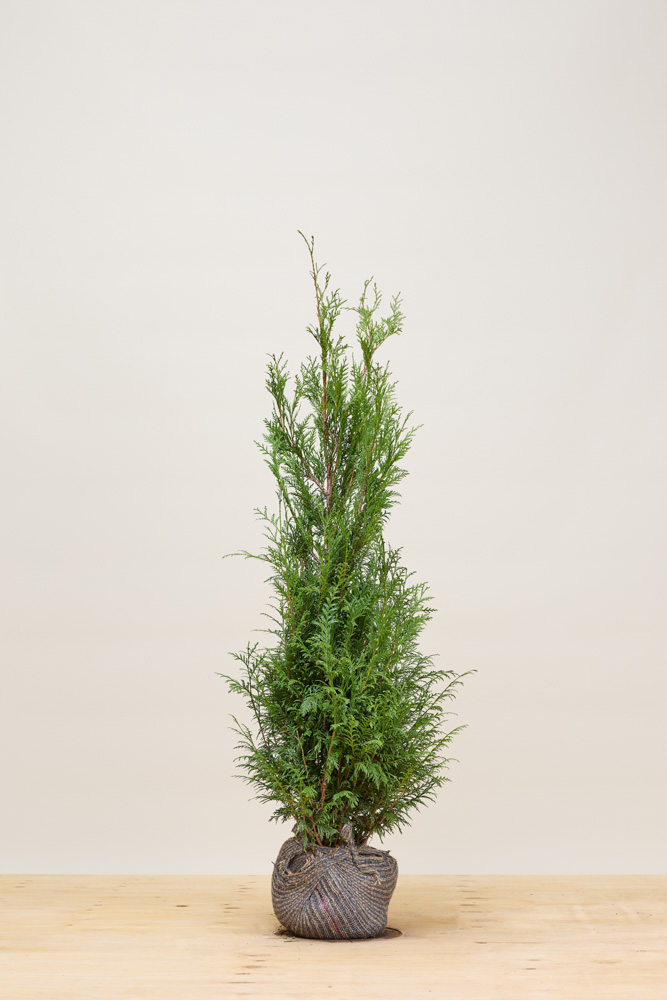 Lebensbaum-Atrovirens-Wurzelballen-125-150