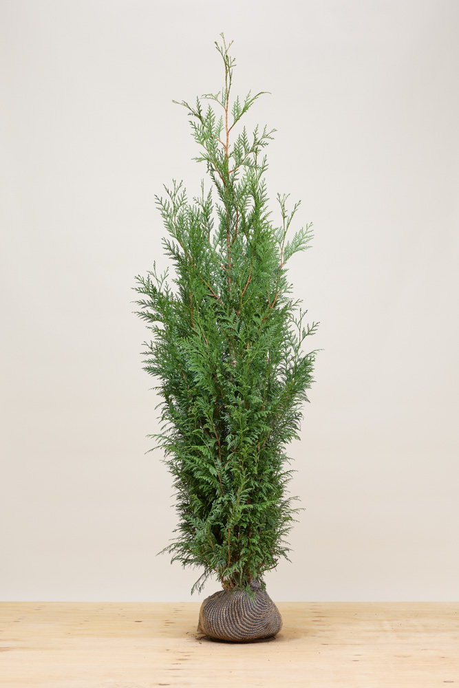 Lebensbaum-Atrovirens-Wurzelballen-175-200