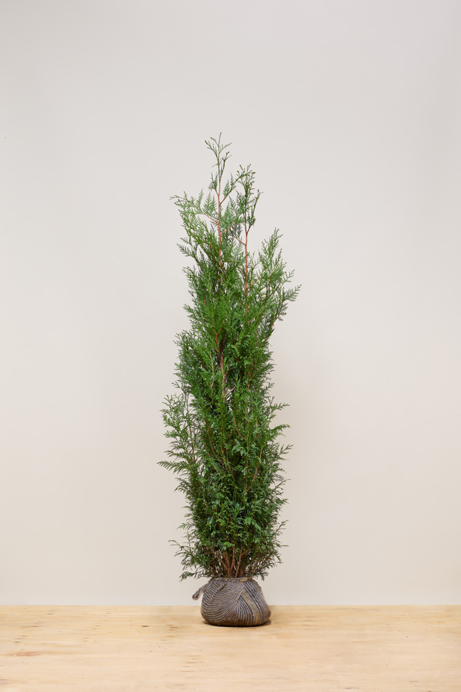 Lebensbaum-Atrovirens-Wurzelballen-200-225