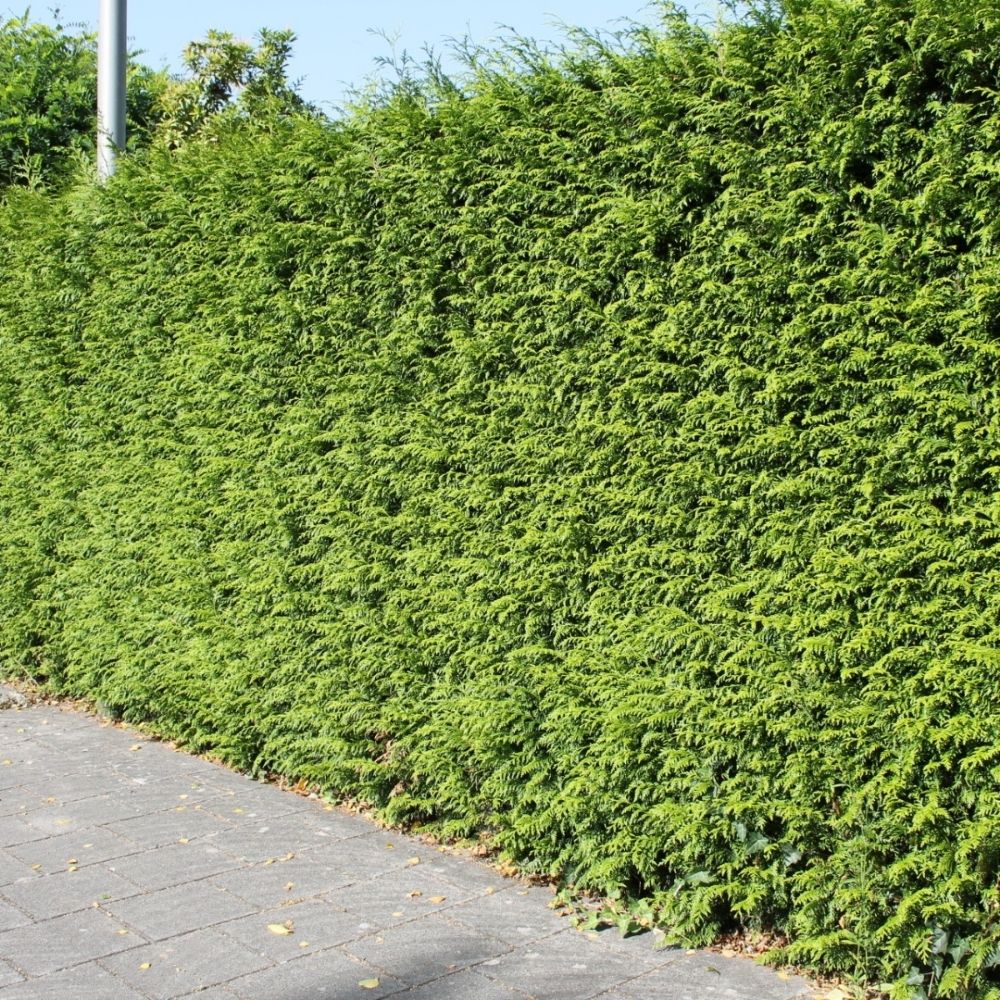 Lebensbaum 'Brabant'