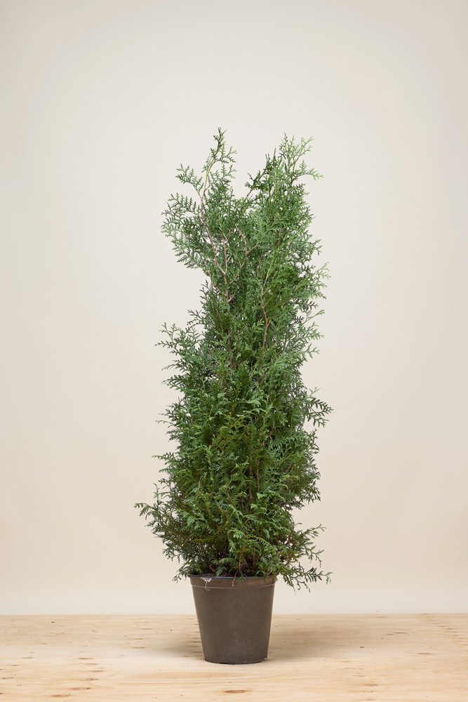 Lebensbaum-Brabant-Topf-125-150