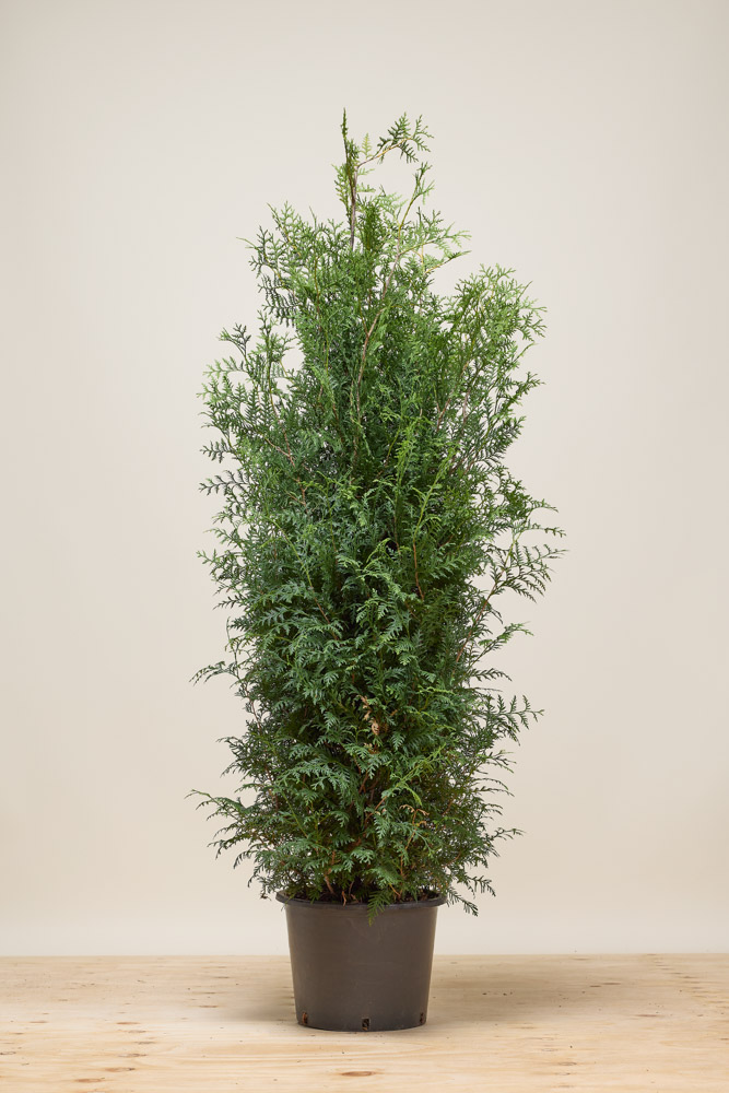 Lebensbaum-Brabant-Topf-150-175