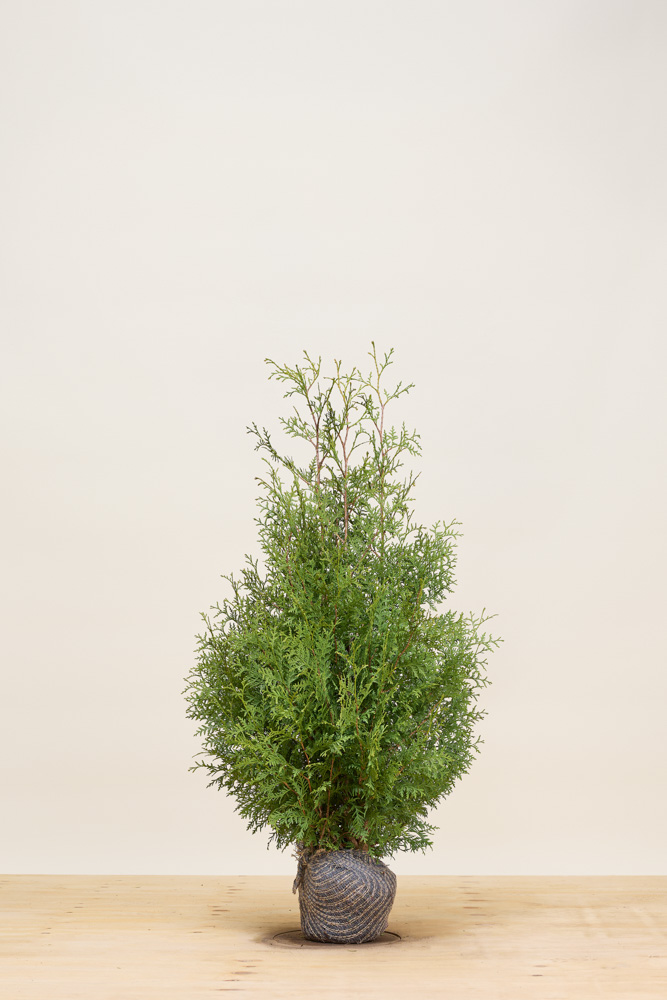 Lebensbaum-Brabant-Wurzelballen-100-125