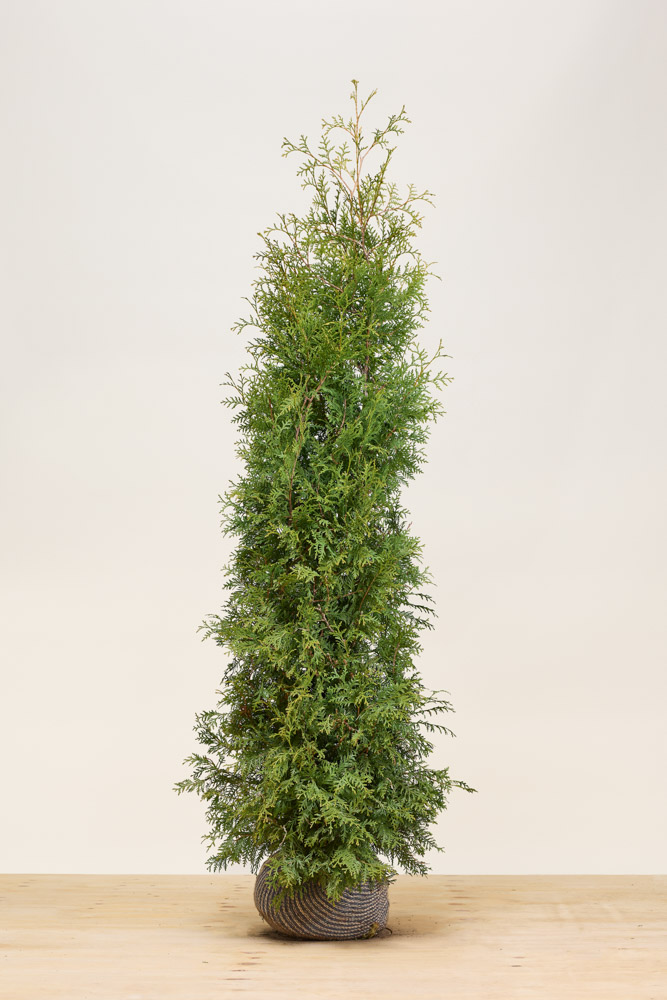 Lebensbaum-Brabant-Wurzelballen-175-200