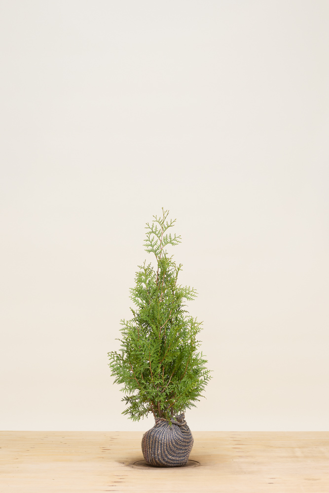 Lebensbaum-Brabant-Wurzelballen-80-100