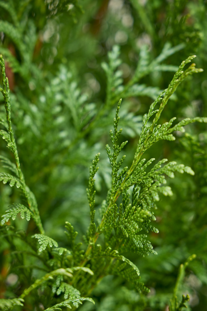 Lebensbaum-Excelsa-ALG INZ