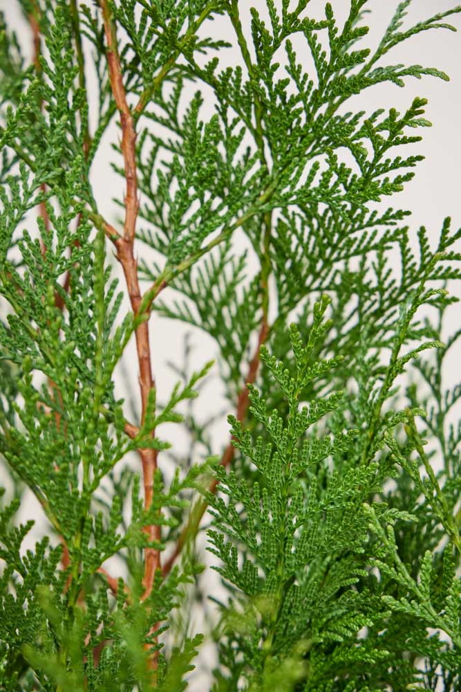 Lebensbaum-Martin-ALG INZ