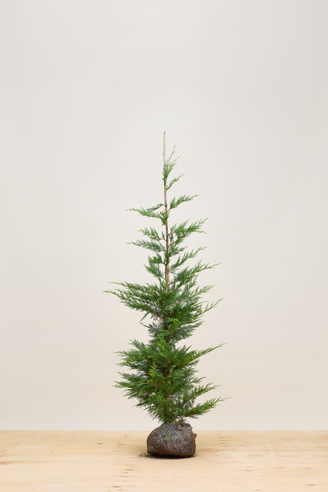 Leylandzypresse-Wurzelballen-150-175