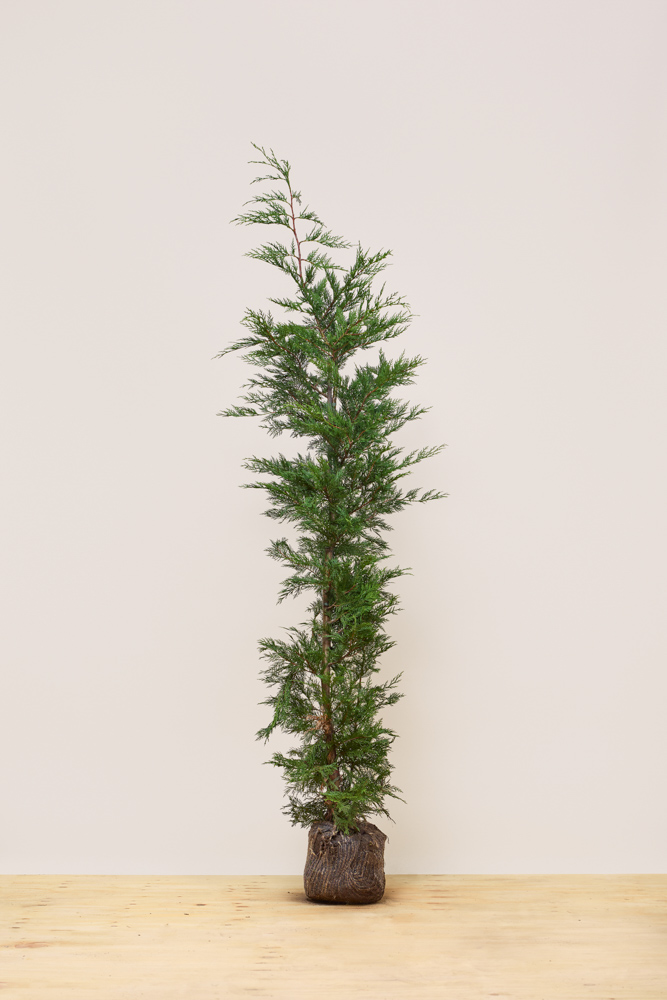 Leylandzypresse-Wurzelballen-175-200