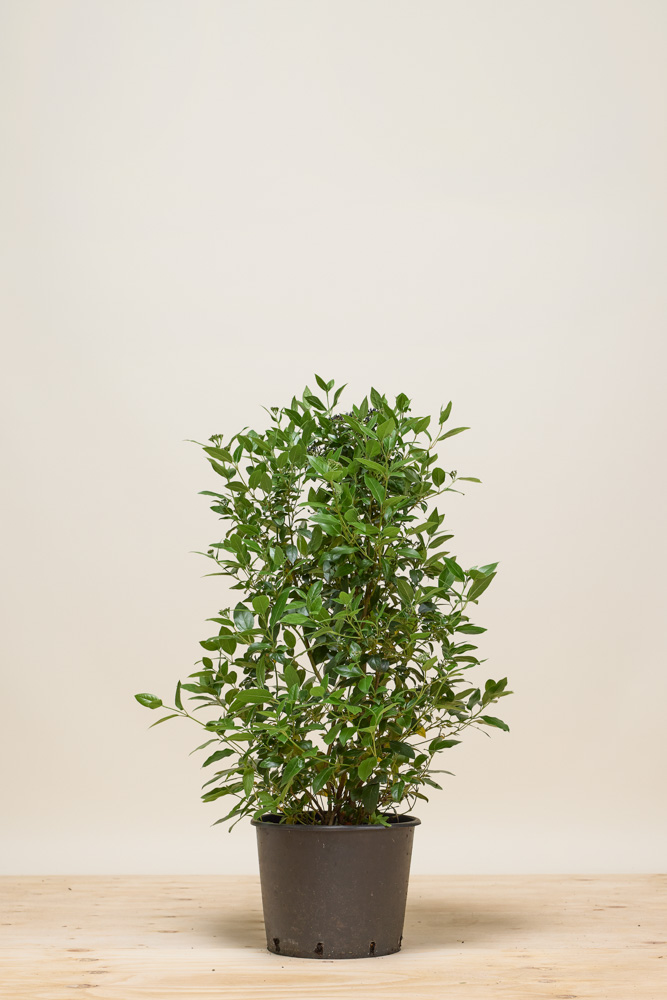 Lorbeerschneeball Topf 80-100 cm Topf