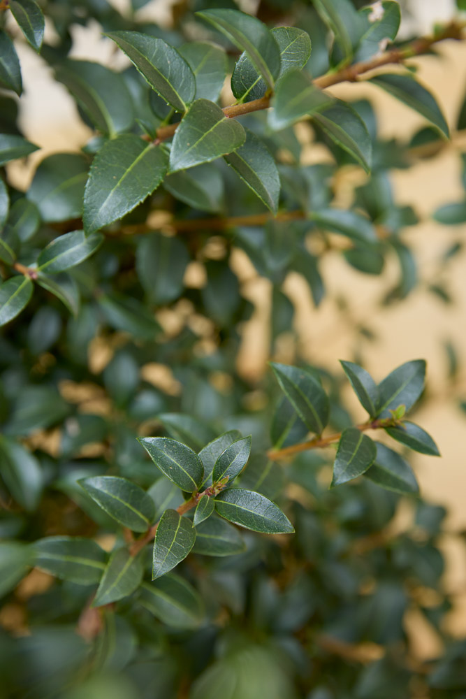 Osmanthus-Burkwoodii-ALG INZ