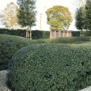 Frühlingsduftblüte 