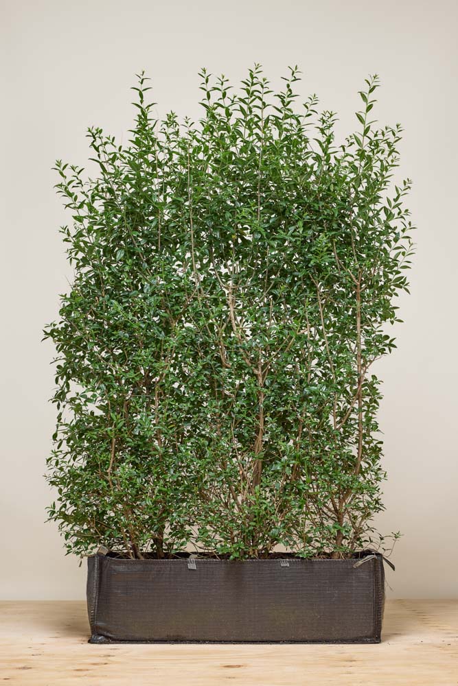 Ovalblättriger Liguster Fertighecke 140-150 cm Fertighecke