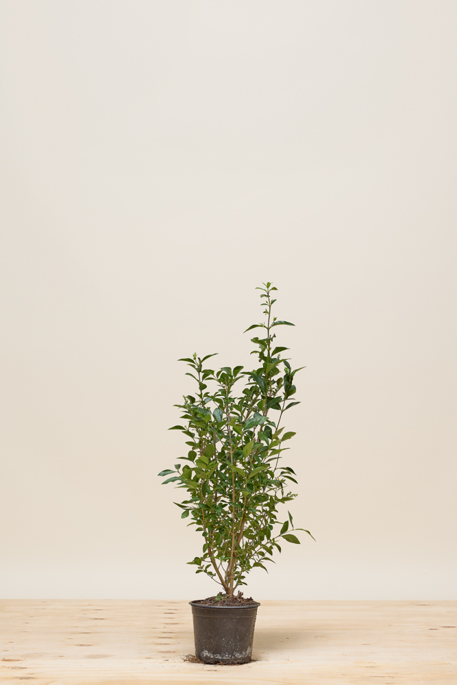 Ovalblättriger-Liguster-Topf-60-80