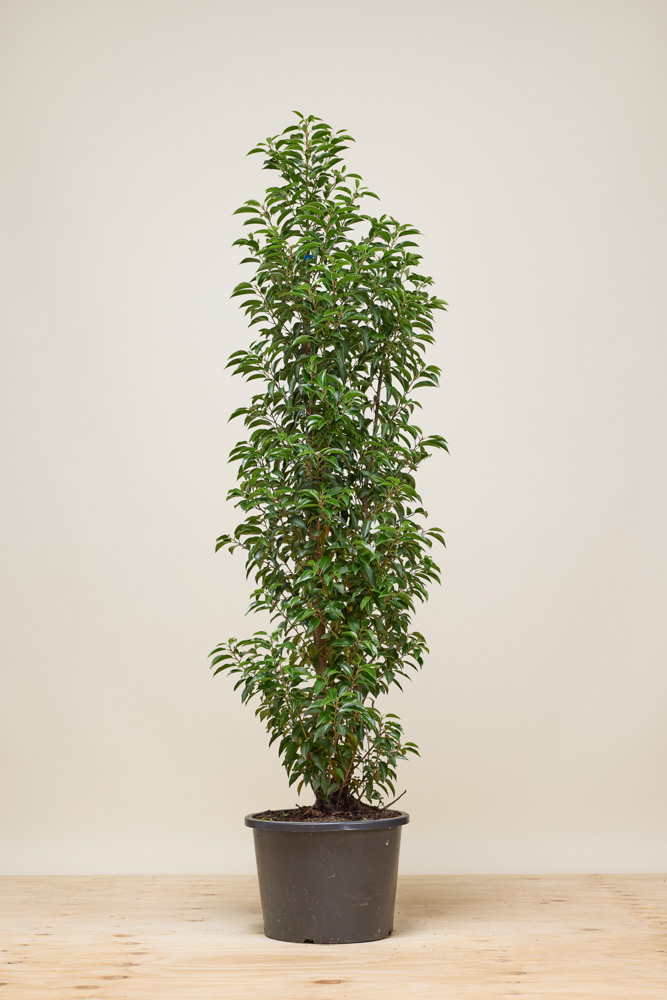 Portugiesischer Kirschlorbeer Topf 150+ cm Topf