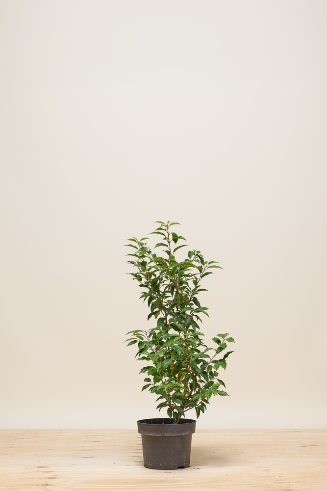 Portugiesischer Kirschlorbeer Topf 40-60 cm Topf