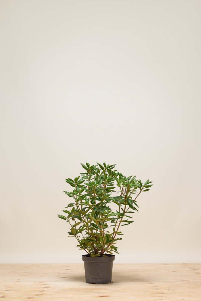 Rhododendron-Catawbiense-Boursalt-Topf-40-50