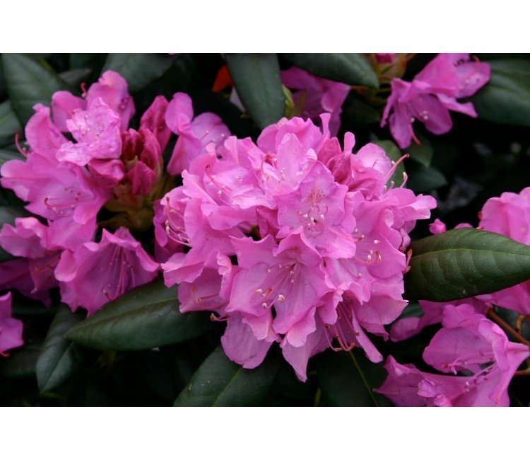 Rhododendron-Roseum-ALG INZ