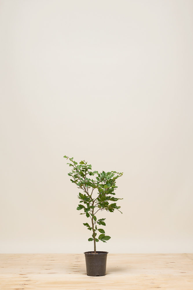 Rotbuche Topf 40-60 cm Topf