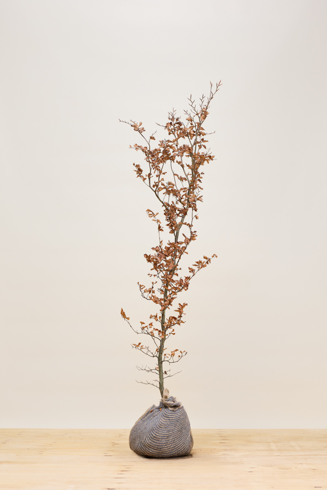 Rotbuche Wurzelballen 150-175 cm Wurzelballen