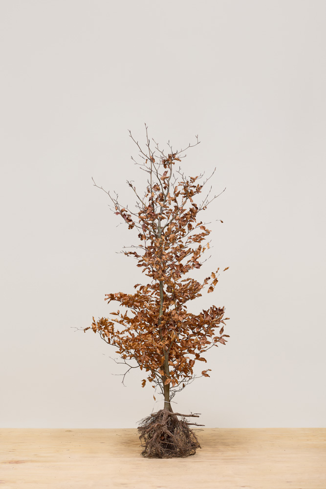 Rotbuche Wurzelware 150-175 cm Wurzelware