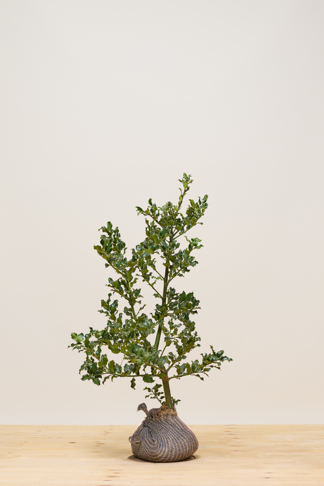 Stechpalme-Alaska-Wurzelballen-80-100