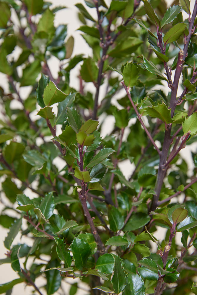 Stechpalme-Heckenfee-ALG INZ