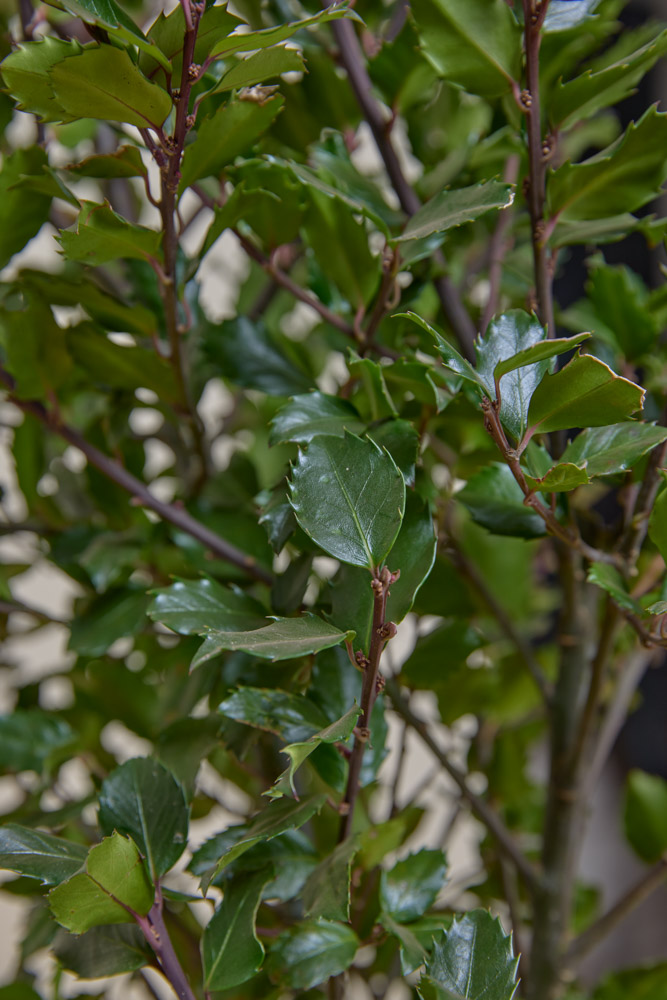 Stechpalme-Heckenpracht-ALG INZ