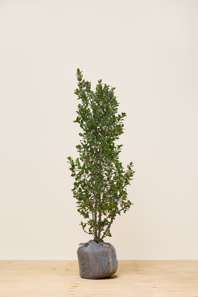 Stechpalme-Heckenpracht-Wurzelballen-125-150