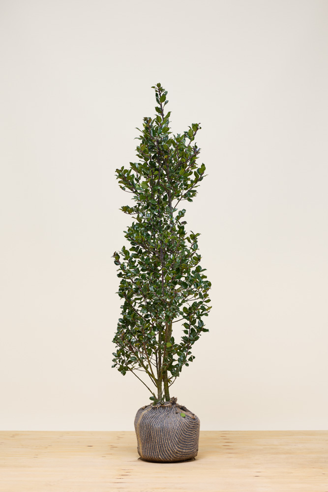 Stechpalme-Heckenpracht-Wurzelballen-150-175