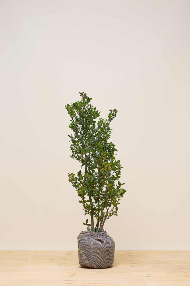 Stechpalme-Heckenstar-Wurzelballen-100-125