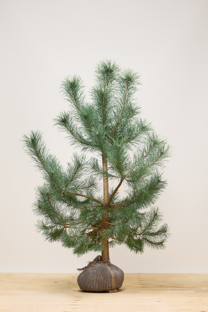 Waldkiefer Wurzelballen 125-150 cm Wurzelballen