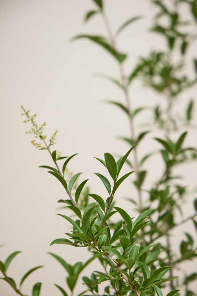 Wintergrner Liguster kaufen  Robuster Liguster 'Atrovirens'
