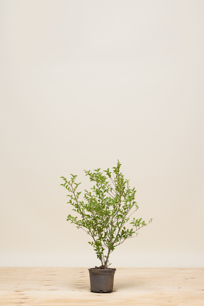 buy philodendron Philodendron 'Brandi' main image 1