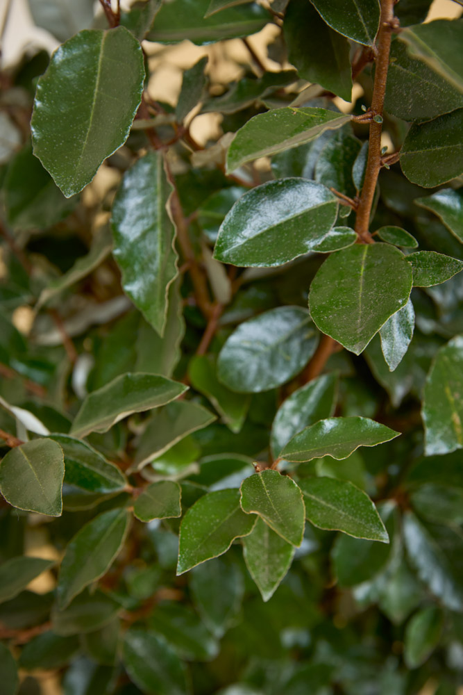 Wintergrüne-Ölweide-ALG INZ