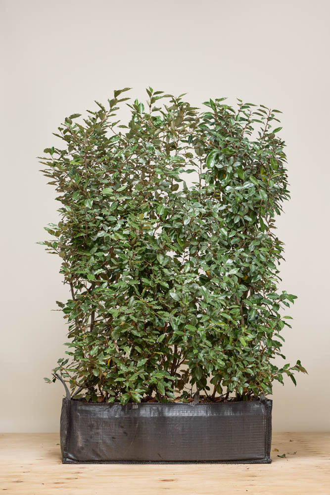 Wintergrüne Ölweide Fertighecke 140-150 cm Fertighecke