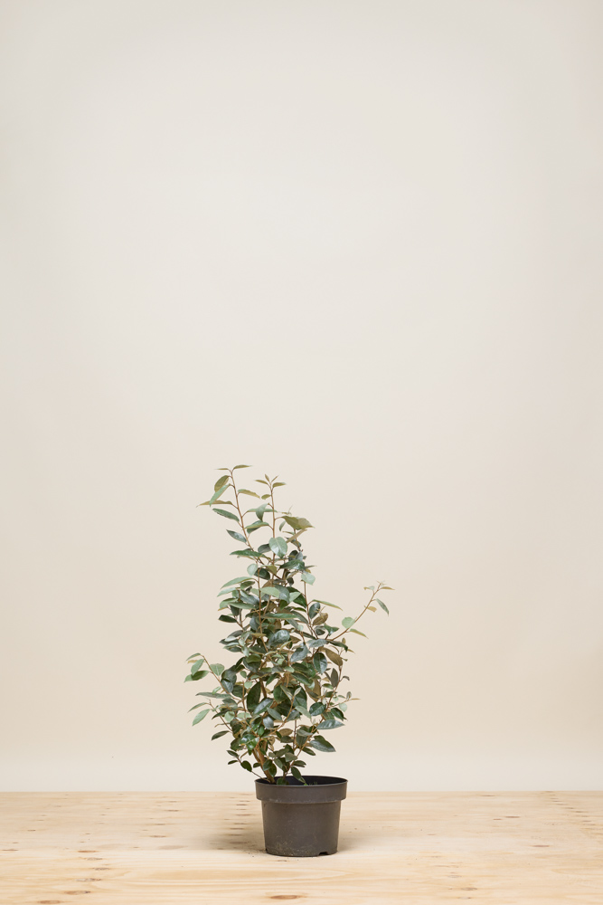 Wintergrüne Ölweide Topf 50-60 cm Topf