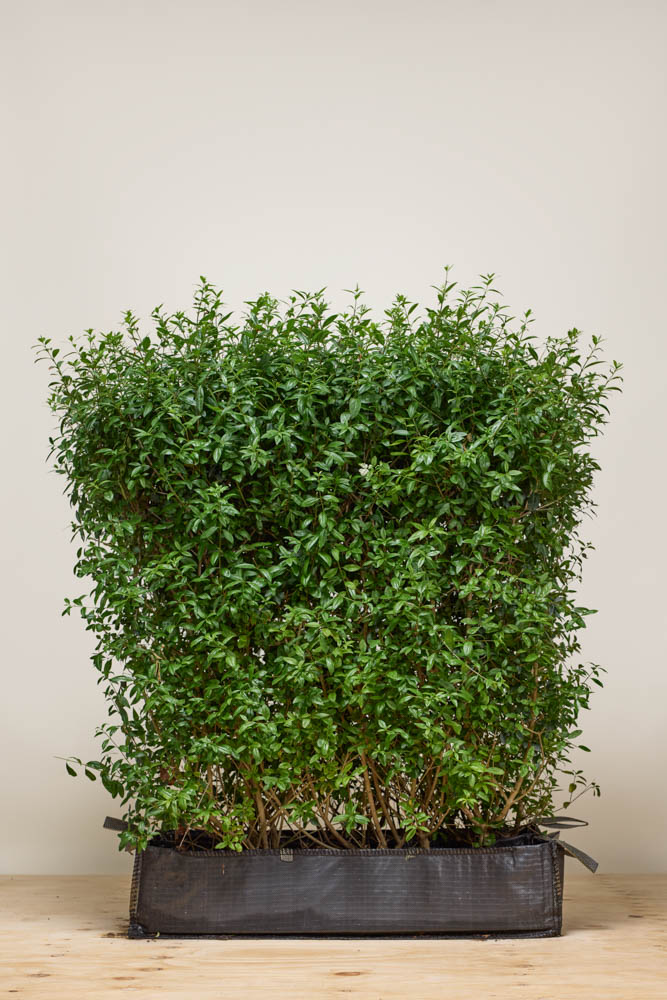 Wintergruner Liguster 