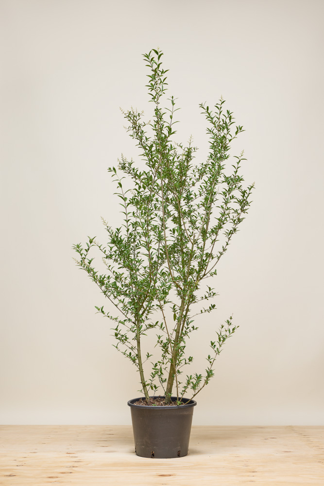 Wintergrüner Liguster 